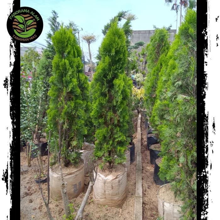 tanaman hias cemara kipas tinggi 2 meter - cemara kipas