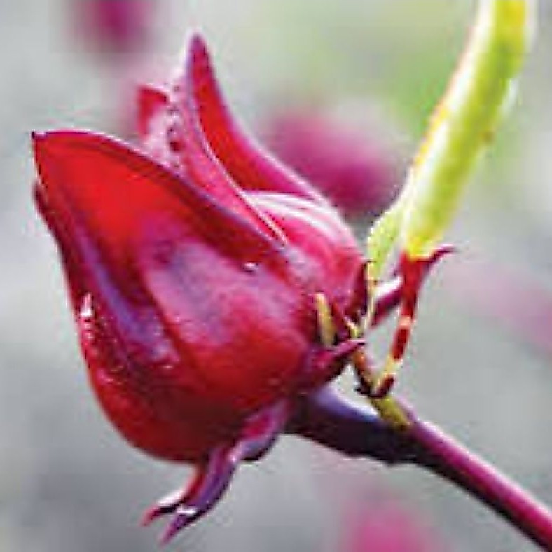 Bunga rosella/roselle segar harga per biji