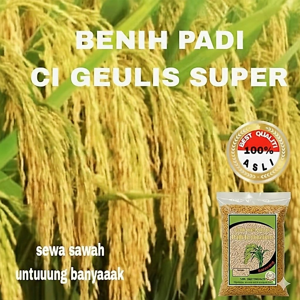5Kg BENIH PADI UNGGUL CI GEULIS Nasi Pulen Panen Paten