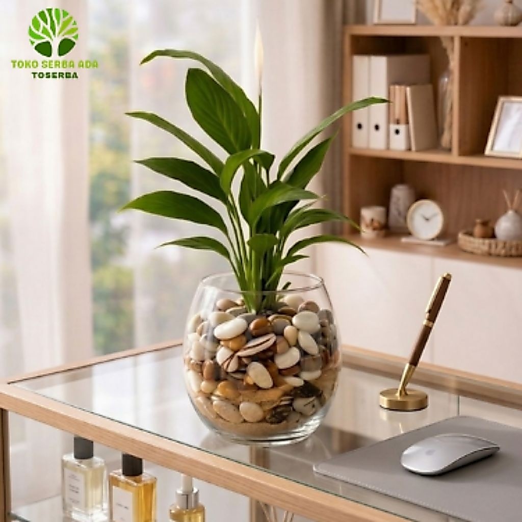 Tanaman Penyerap Racun Peace Lily Spatufilum Tanaman penyerap Racun