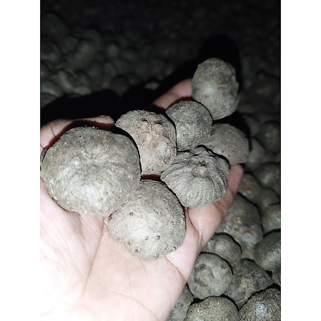 Bibit Katak Porang Full Super 1kg Isi 80-150 Bibit Porang Asli Dorman