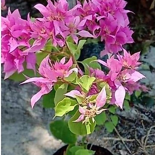 Bougenville Hawai pink