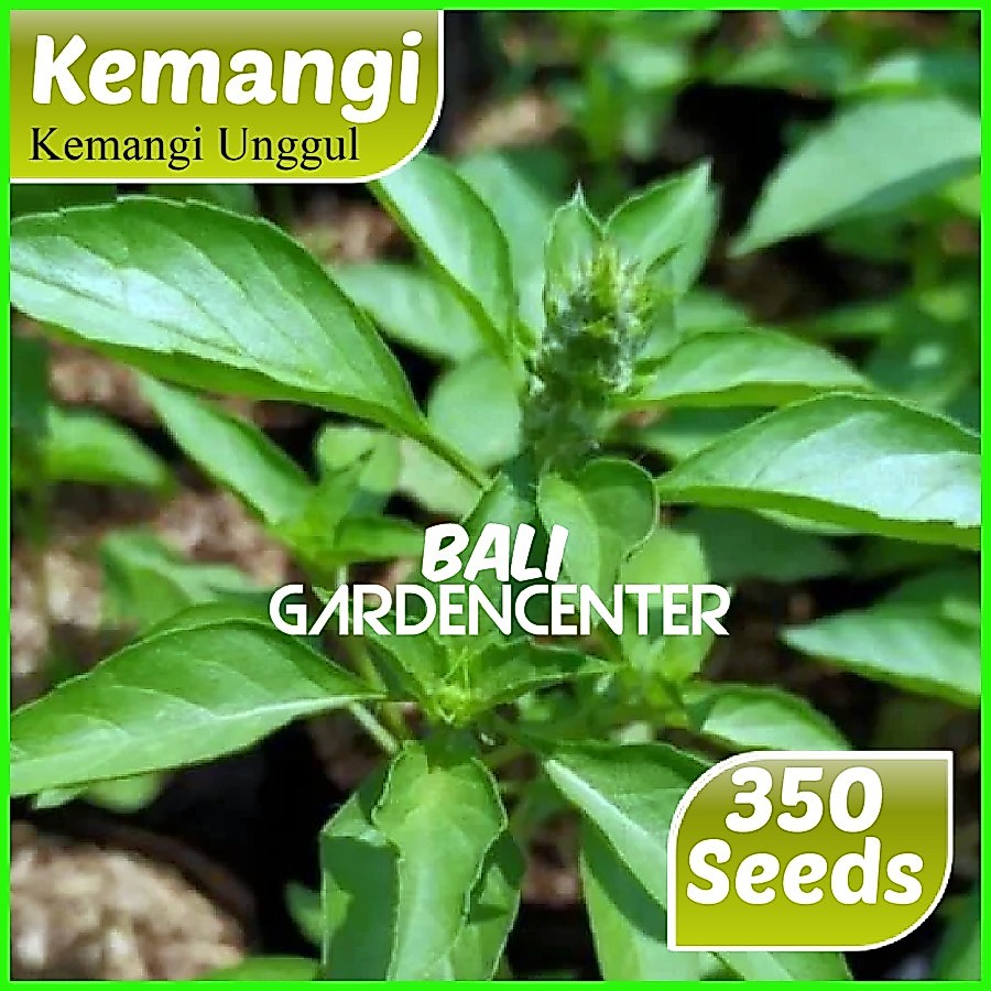 Isi 350 Benih Biji Kemangi - Kemangi Unggul