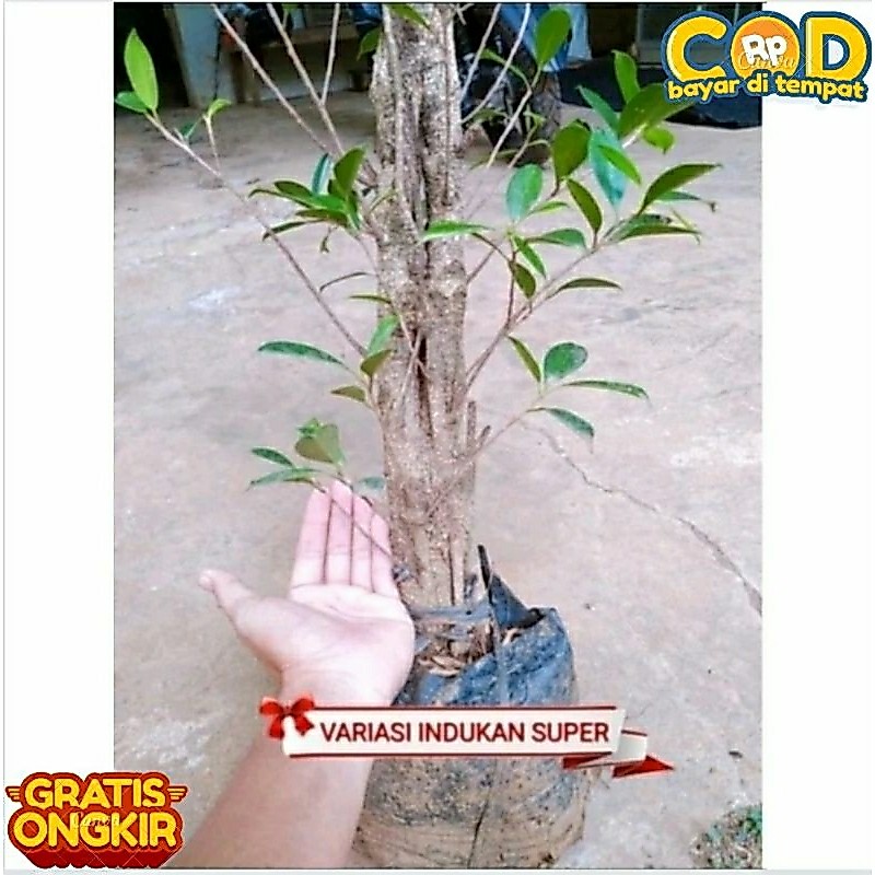 Bahan bonsai bibit beringin kimeng rawatan indukan