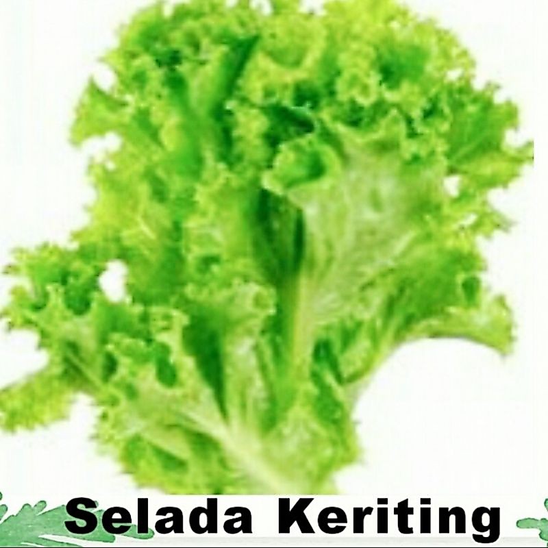 Sayur Selada Keriting Sayuran Segar IBAZA fruitsBOX