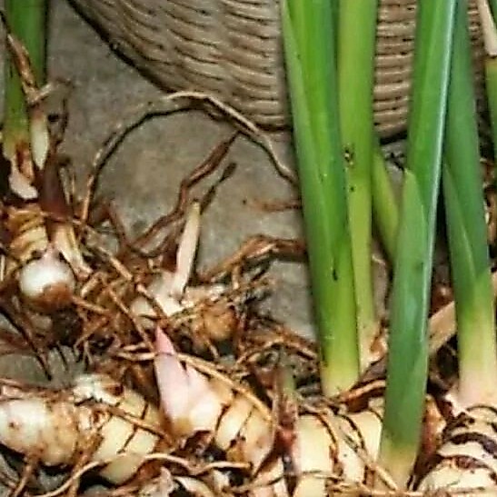 Bibit Laos Merah /Laos Putih (Dapur)