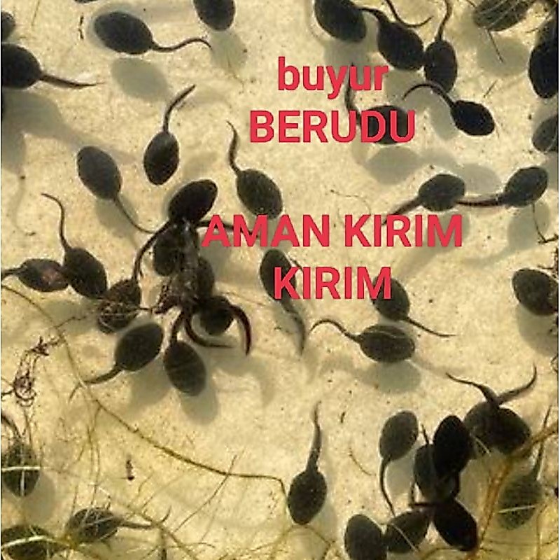 PROMO  pakan predator kecebong 20 e / berudu