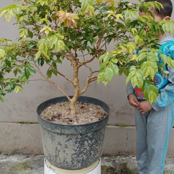 Tanaman Buah Jaboticaba