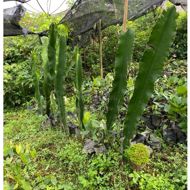 Kaktus Euphorbia Besar Tanaman Hias Unik Siap Kirim