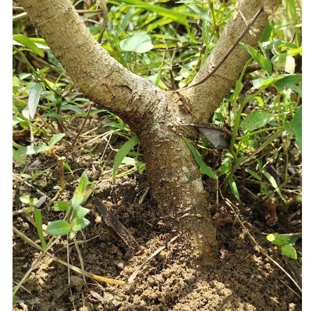 bahan bonsai murbei realpic sesuai gambar di dongkel saat ada orderan masuk
