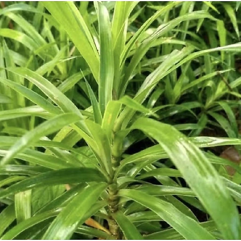 Pohon Suji/ Tanaman Daun Suji/ Tanaman Pewarna Makanan Alami Daun Suji
