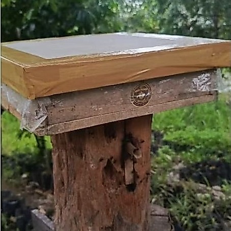 Koloni trigona itama log+toping sudah full madu
