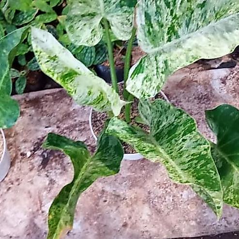 TANAMAN HIAS PHILO MARBLE VARIEGATA
