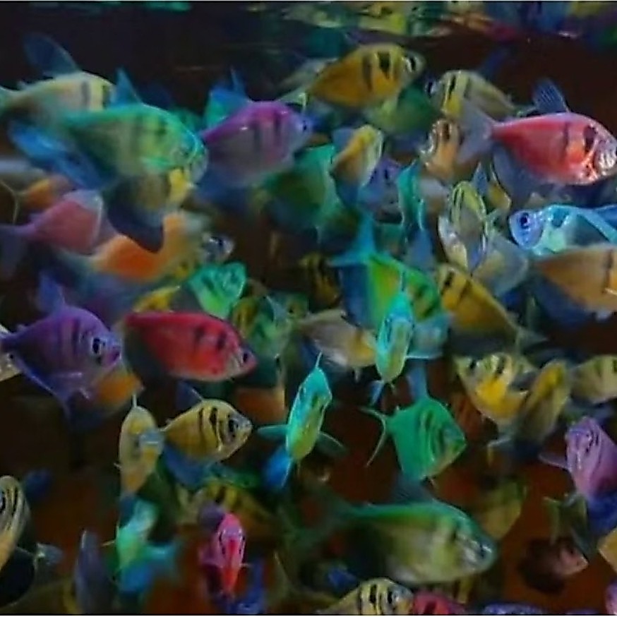 IKAN  TIGER GLOWFISH 1Ekor