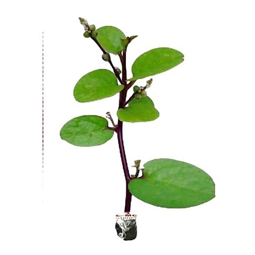 Tanaman binahong merah / tanaman herbal binahong merah / Binahong Bibit Daun