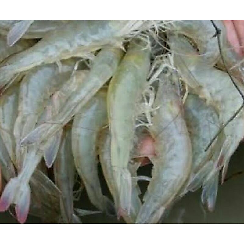 UDANG SEGAR PER KG SAYUR SEGAR PALEMBANG