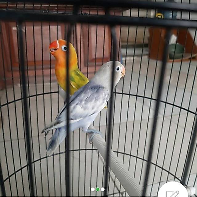 Burung Lovebird BS (blorok)