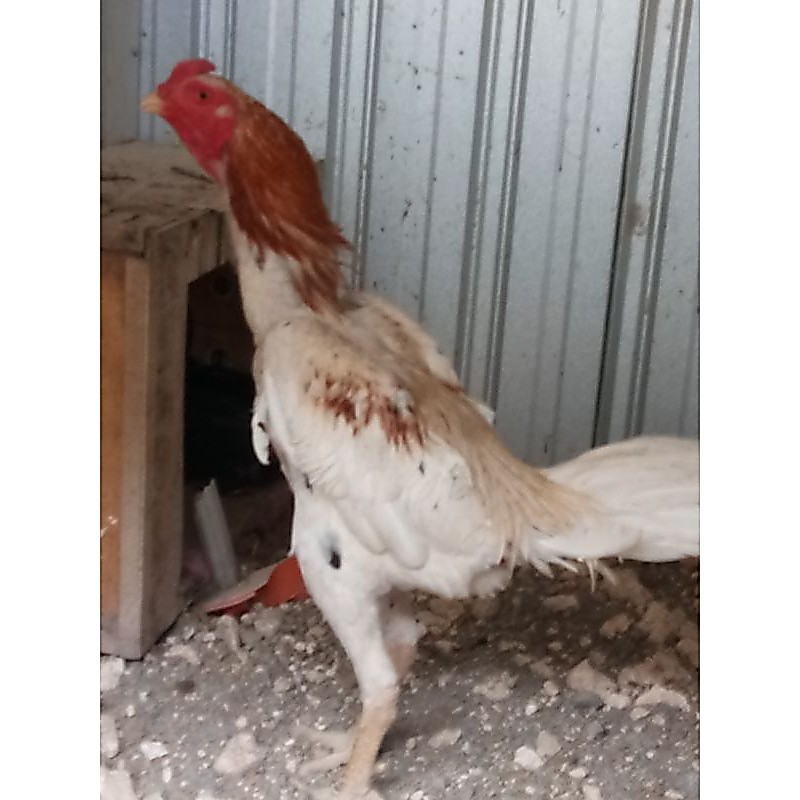 telur fertil ayam pakhoy white king
