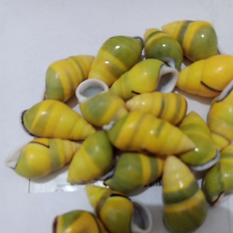 KEONG DARAT/BUTOTI HIJAU KUNING
