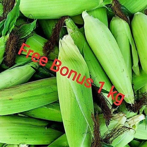 Jagung Manis Utuh+kulit + Gratis Bonus