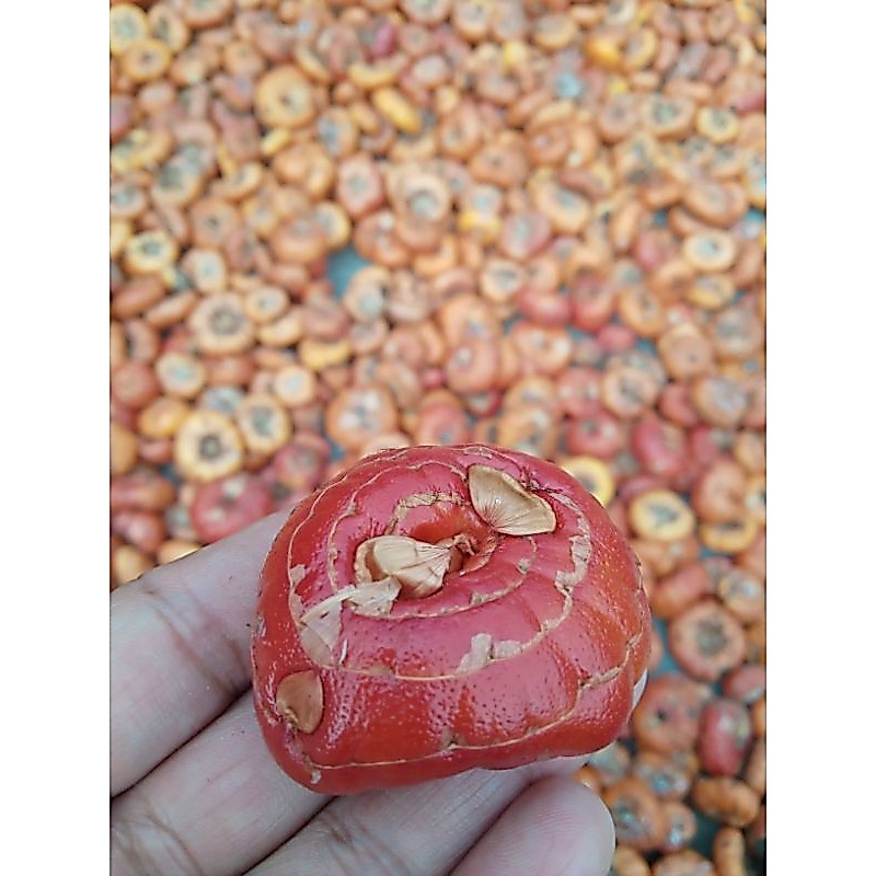 Umbi gladiol