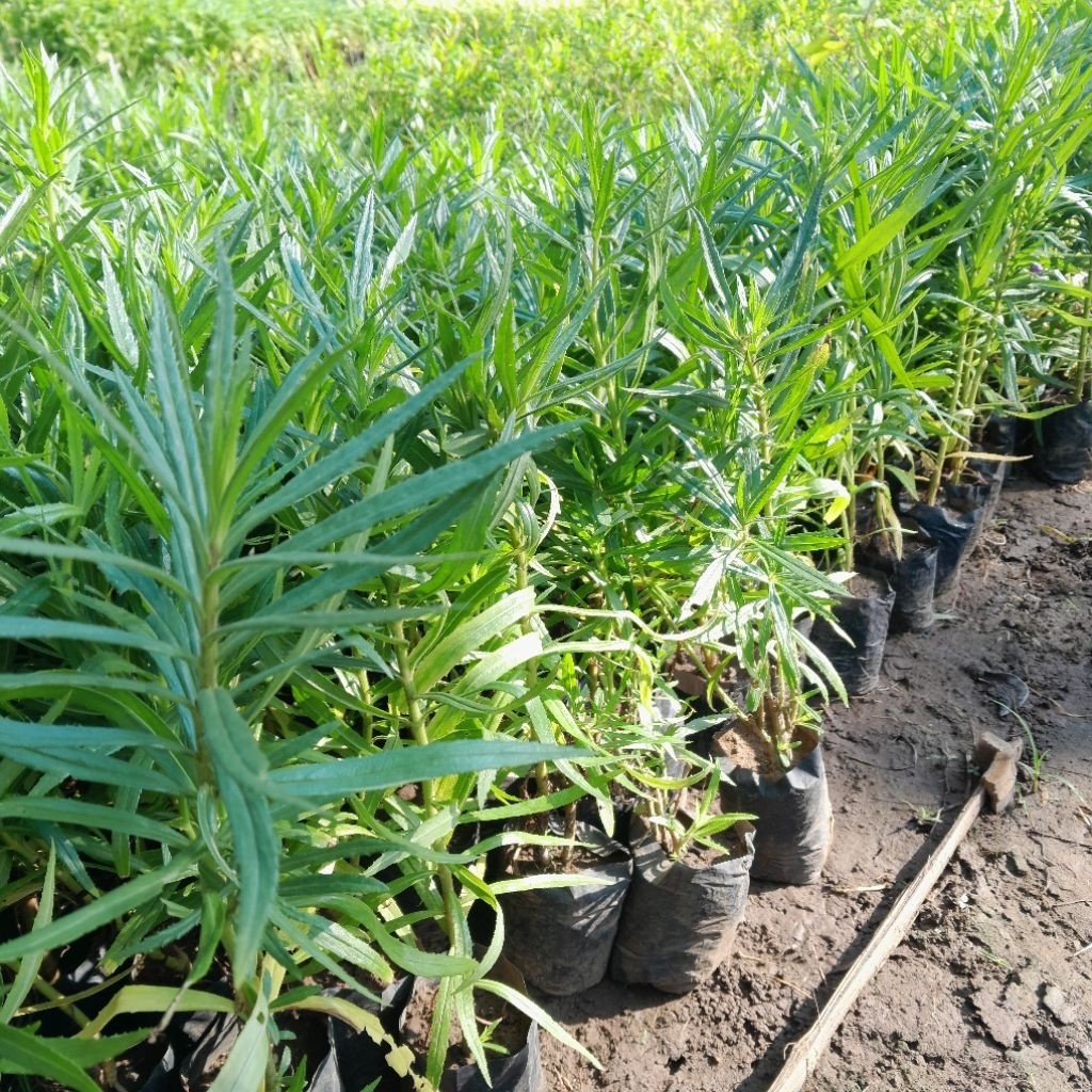Bibit bunga lavender