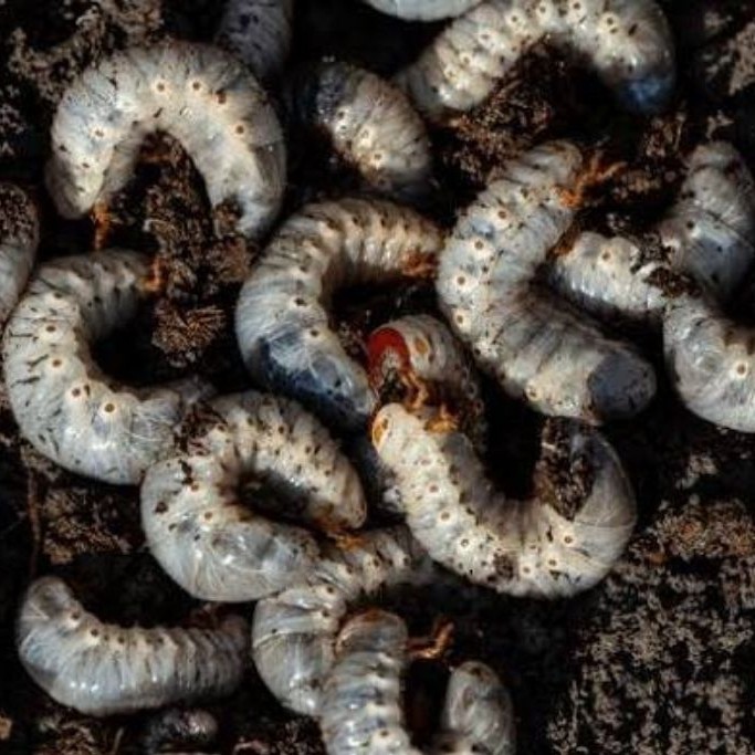 ulat/larva/gegodon kumbang tanduk hidup