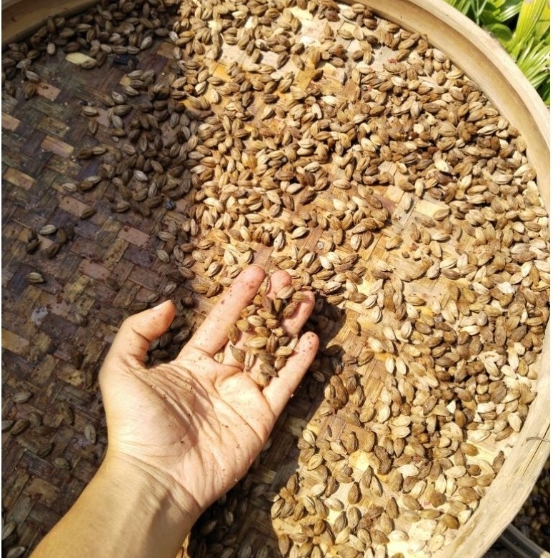 Biji Palem 10/Palem Jepang
