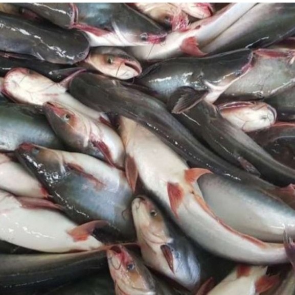 Ikan Patin fresh