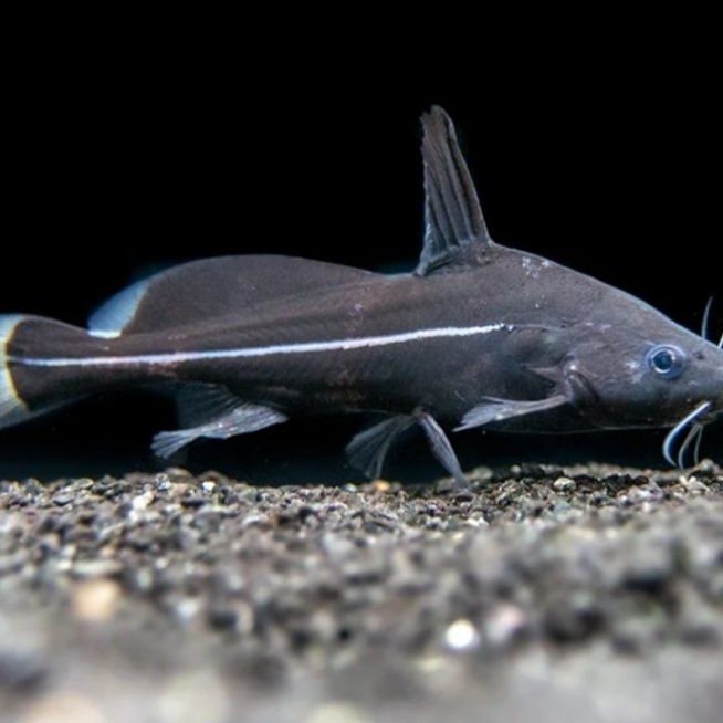 Ikan black lancer catfish 11-13cm