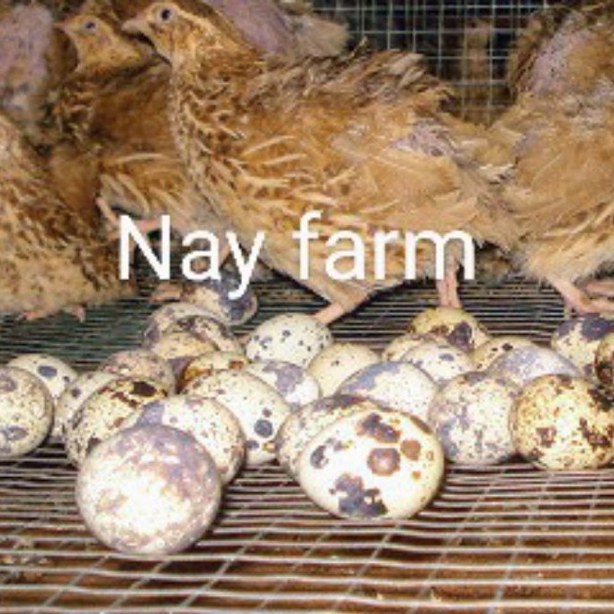 Telur Tetas Puyuh GPS Coklat Nay Farm | Telur Puyuh Fertil | Bibit Unggul
