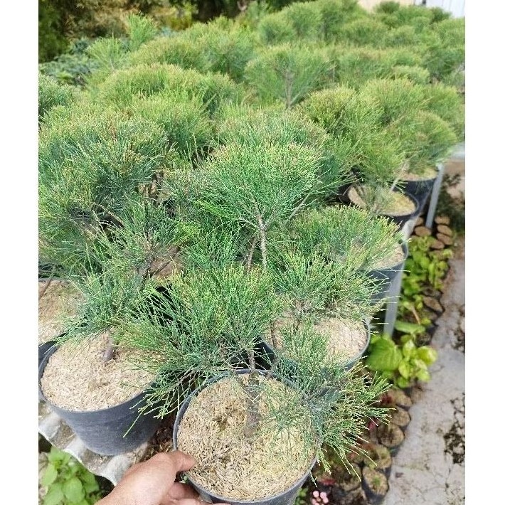 Bonsai Cemara Udang - Tanaman Bonsai Cemara Udang     Berkualitas