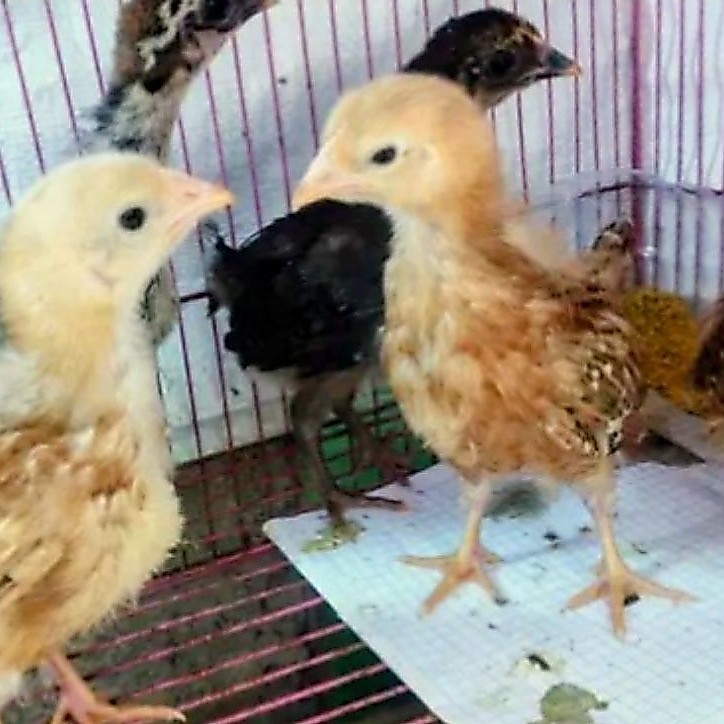 anak ayam kub jenaka 2bulan