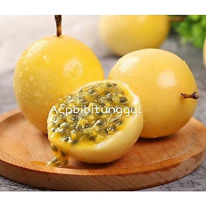 Bibit Markisa Kuning super manis
