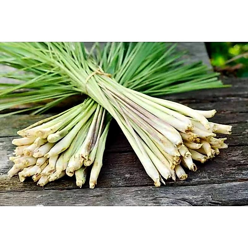 serai segar 1kg/daun serai fresh