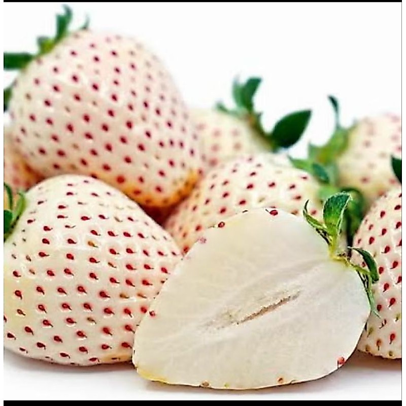 10 Benih Biji Strawberry Putih