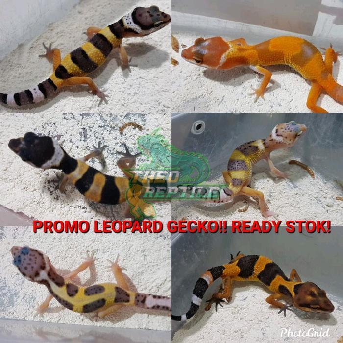 Ready mainan leopard gecko random free kalsium - random