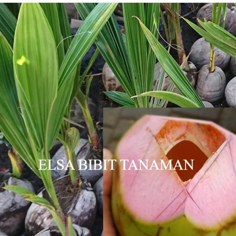 BIBIT KELAPA HIJAU WULUNG ASLI (DEGAN HIJAU)