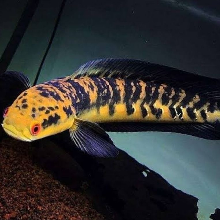 Channa Maru YS Chana Maru Yellow Sentarum Grade AAA Jumbo 30cm+ Cabung Simet Bunga