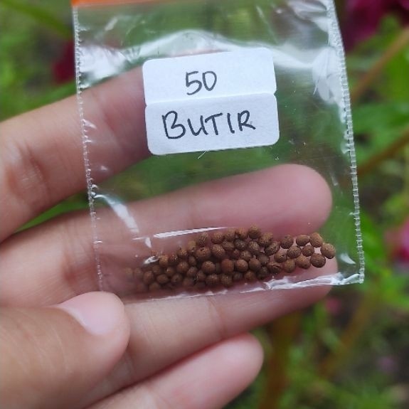 Benih Bunga Pacar Air Tumpuk Warna Merah