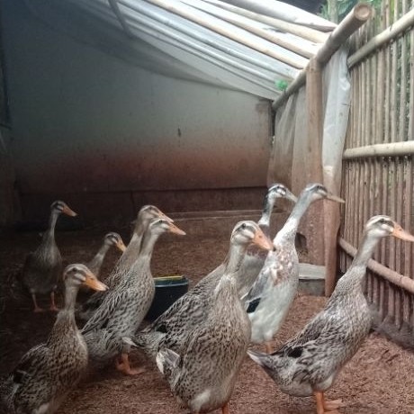 Telur fertil bebek alabio