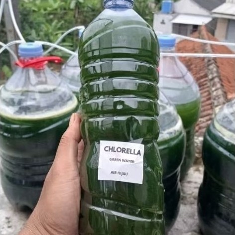Chlorella 1,5 Liter / Green Water Chlorella/ Air Hijau Chlorella Terjangkau