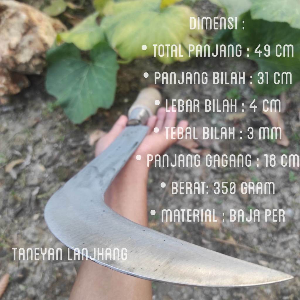 Pelong Madura Super Calok Madura Asli Tebal Parang Super Tajam Baja Asli Arit Ranting Poho
