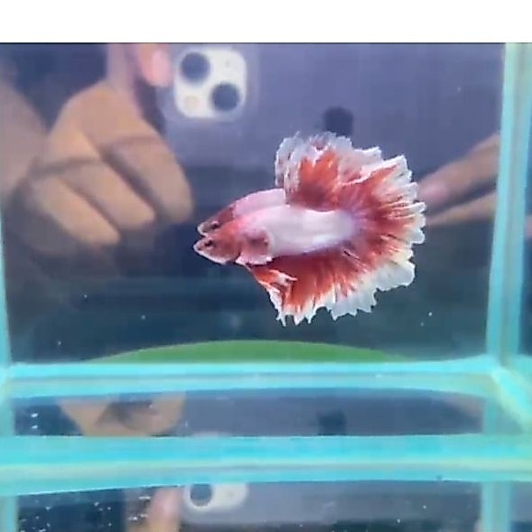 hm king rosetail dan pk king rosetail
