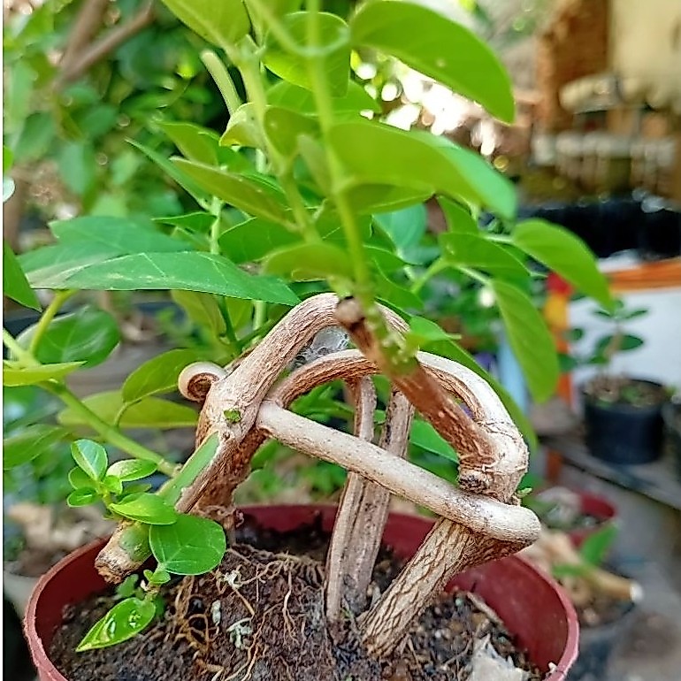 bahan bonsai sancang mame