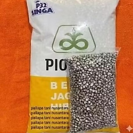 ECER 1KG BENIH JAGUNG HIBRIDA P32 SINGA DIKEMAS POLOS 1KG P32 SINGA
