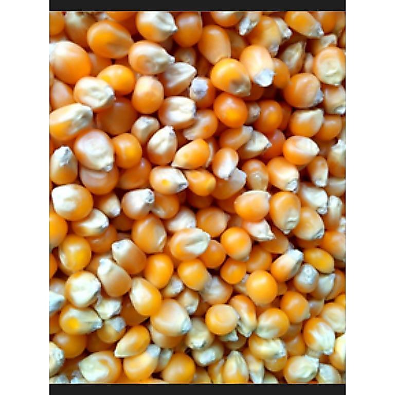 Popcorn Mushroom kiloan Preferred Jumbo Mushroom Poprcorn