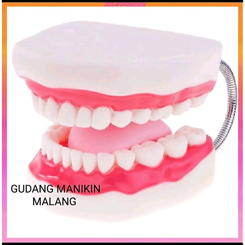 PHANTOM GIGI ANAK / MANIKIN GIGI ANAK / DENTAL CARE / ALAT PERAGA GIGI ANAK