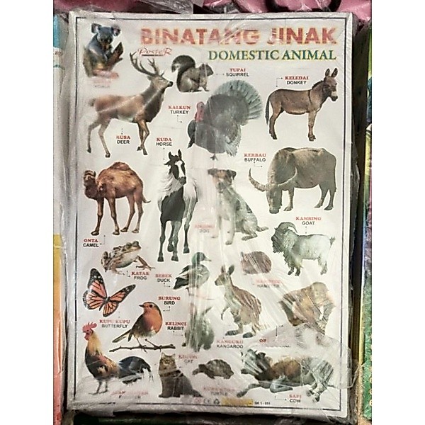 Poster Dinding Hewan Poster Belajar Anak