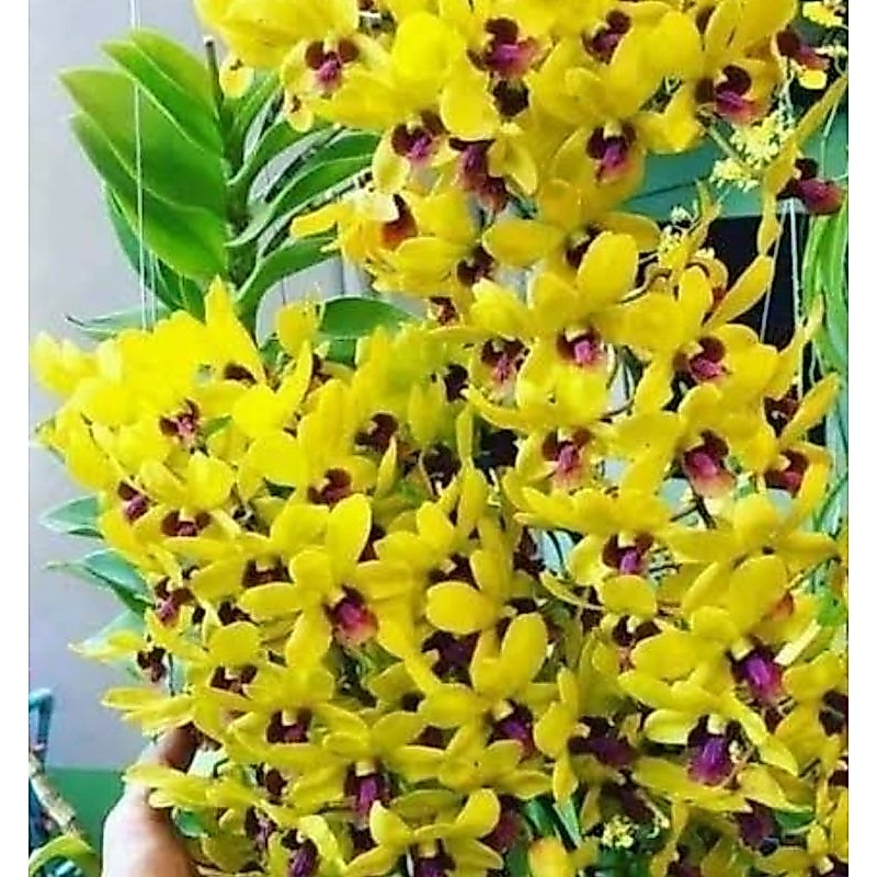 anggrek dendrobium kuning lidah merah dewasa/ spike